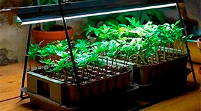 ТОП-5 аксессуаров для выращивания растений в домашних условиях